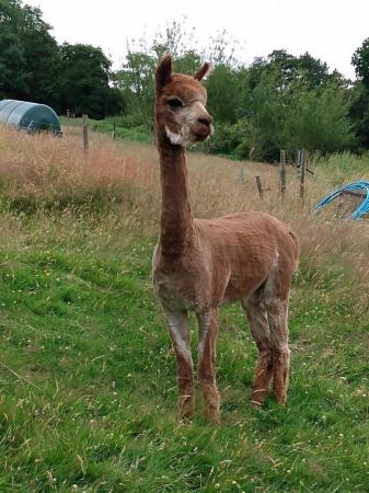 Image 3 of Jeeves alpaca is looking for a new home
