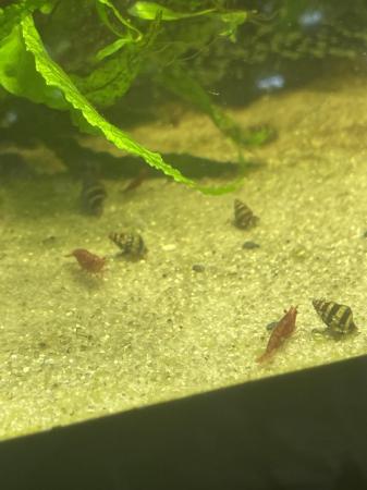 Image 1 of Stunning bright cherry red shrimp 50p each
