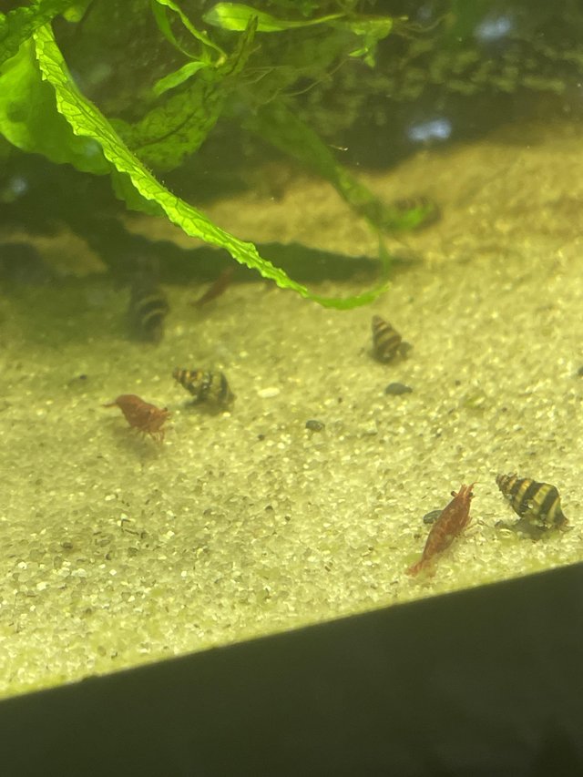 Preview of the first image of Stunning bright cherry red shrimp 50p each.