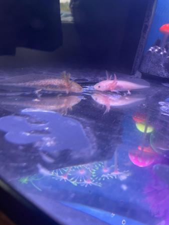 Image 4 of Almost three month old axolotls for sale