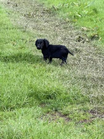 Image 8 of Lovely cocker spaniel puppies for sale
