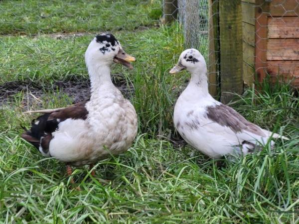 Image 3 of Call ducks last years hatch