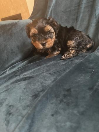 Image 9 of 1 male Yorkshire terrier puppy ready to go
