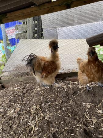 Image 1 of silkie hen and cockerel available