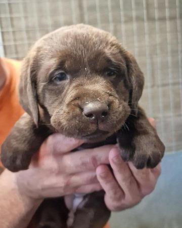 Image 5 of Chocolate labrador puppies for sale
