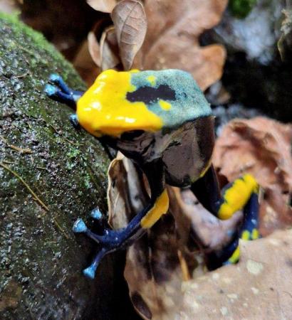 Image 7 of Azureus and Tumucumaque dart frog froglets, others available
