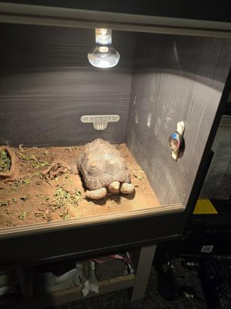 Image 2 of 7 year old tortoise (red foot ) and vivarium with lighting