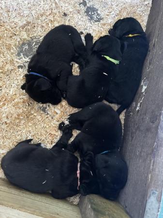 Image 10 of Labrador x spaniel puppies