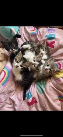 Image 1 of Beautiful kittens for sale
