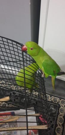 Image 2 of Indian ring neck parrot male and female available