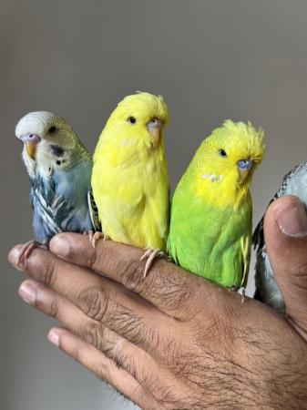 Image 6 of Hand Tame Baby Budgie Parakeets