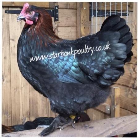 Image 2 of *POULTRY FOR SALE,EGGS,CHICKS,GROWERS,POL PULLETS*