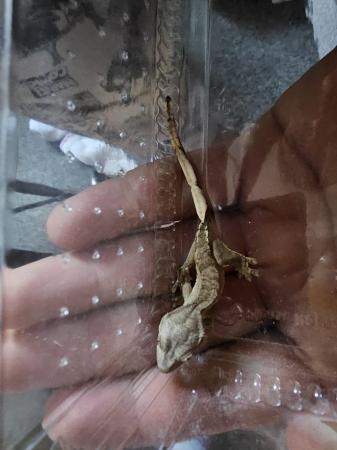 Image 1 of 2 Week old created geckos for sale