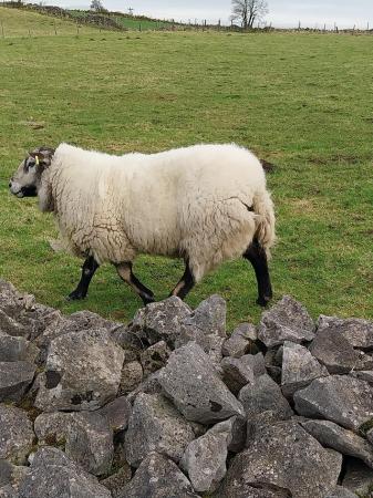 Image 2 of White badger faced ram for sale. Produces excellent lambs