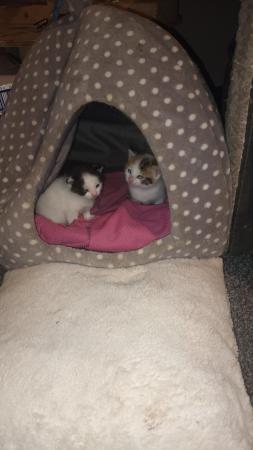 Image 4 of Calico kittens for sale