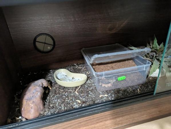 Image 2 of Leopard gecko and full setup