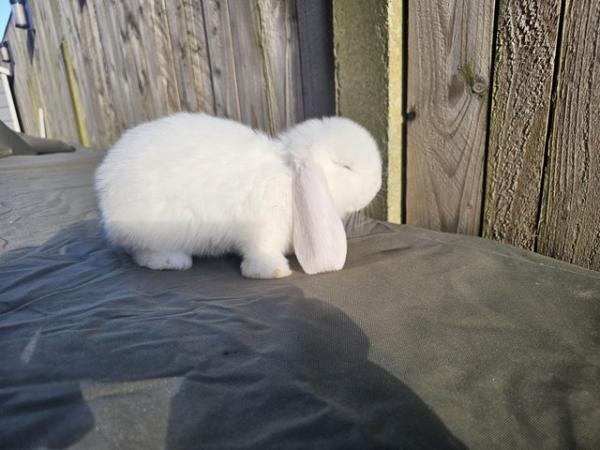 Image 4 of Blue Eyed Giant Lop Baby Boy