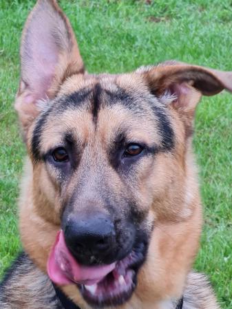 Image 4 of Dexter  GSD is still looking for the right