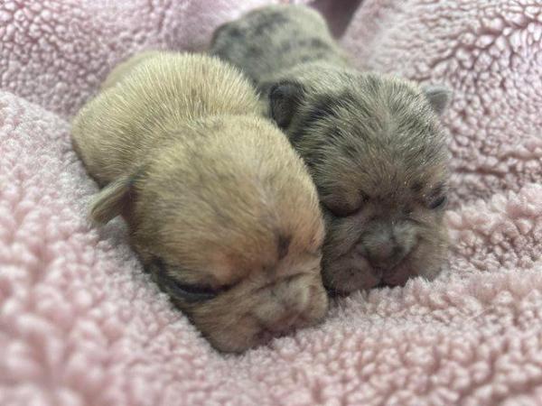 Image 5 of Beautiful Merle french bulldog puppies