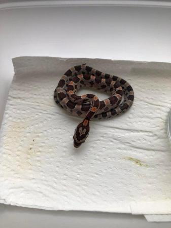 Image 6 of Baby corn snakes for sale newport