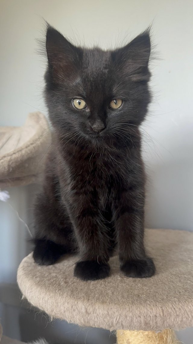 Lovely kittens ready for new home — Pets & Animals in Maldon