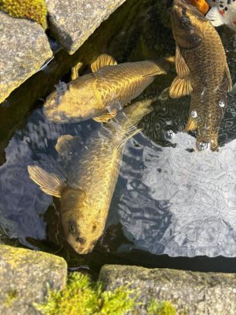 Image 1 of Large Koi Carp pond fish
