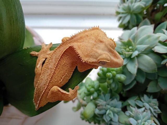 Preview of the first image of Yellow (Spot- free) Female Crested Gecko.