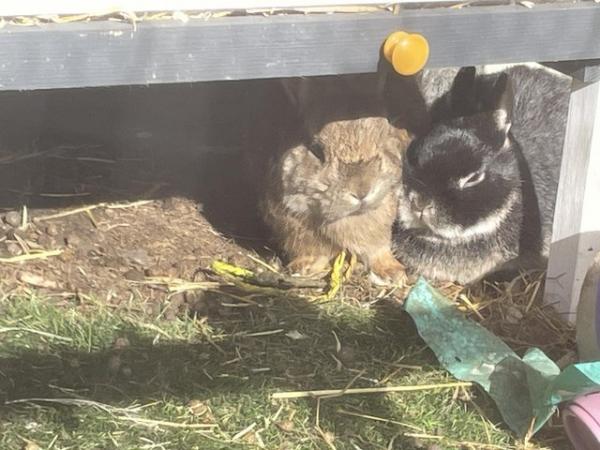 Image 4 of Baby mini lop and 10month old netherland dwarf