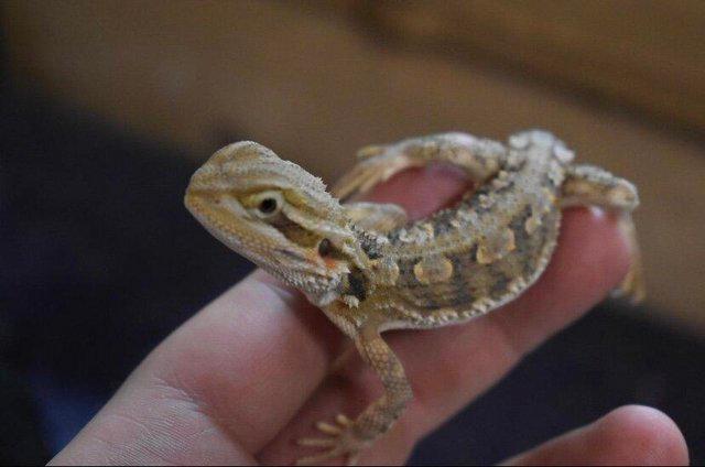 Preview of the first image of Baby Rankins Dragons For Sale (Mini Beardies).