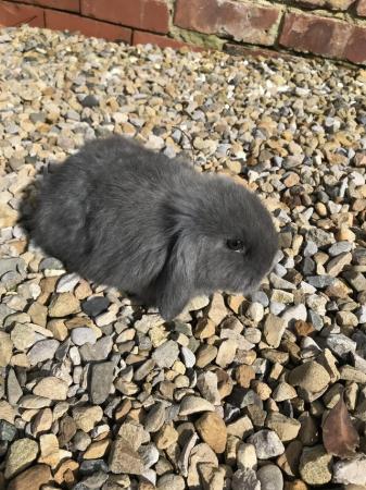 Image 4 of Pure Breed Mini Lop Rabbits