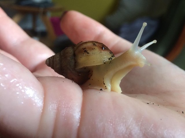 Preview of the first image of Great African Land Snails younglings.