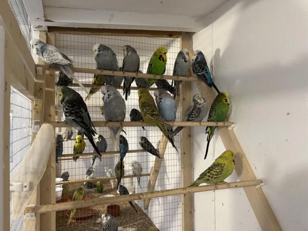 Image 4 of Budgies exhibition and pet types