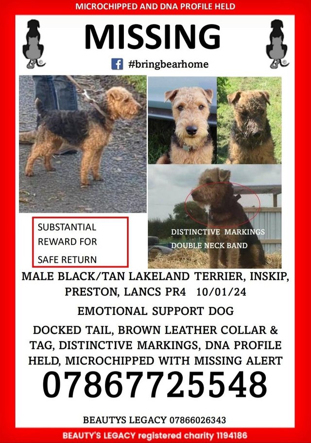 Preview of the first image of Missing male lakeland terrier Bear.