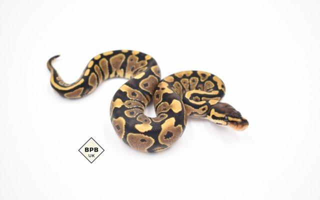 Image 1 of Locally-bred, healthy baby Royal Pythons