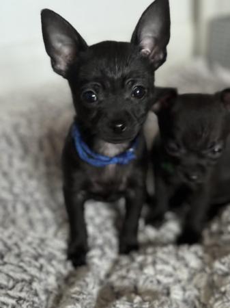 Image 10 of 5 chihuahua puppies ready to leave now!