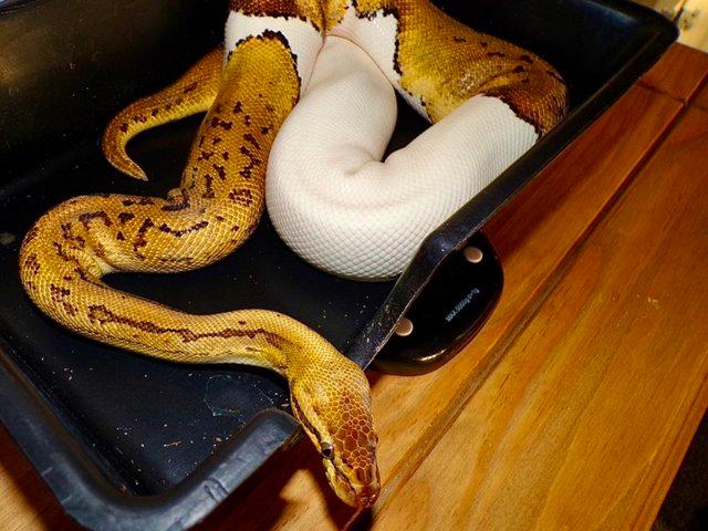 Preview of the first image of Female leopard pinstripe pastel yellowbelly pied ball python.