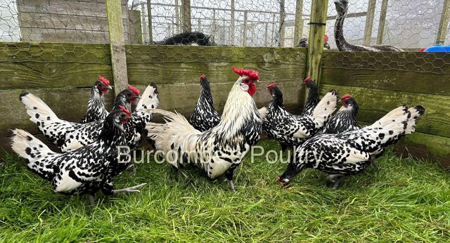 Image 3 of Silver Spangled Hamburg Hatching Eggs Postage Available