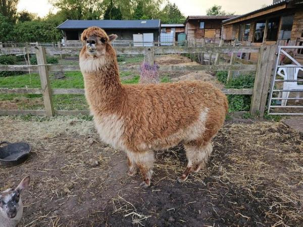 Image 2 of Two Friendly Alpacas for sale!