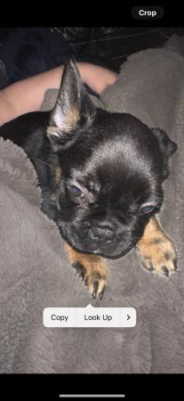 Image 19 of Beautiful French bulldog puppies ready to leave