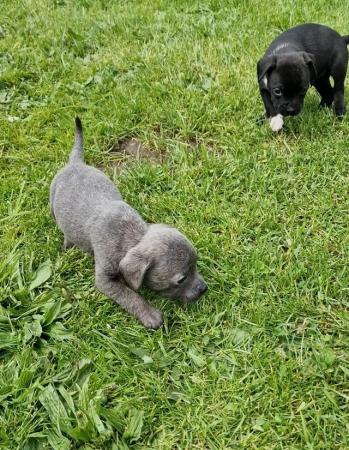Image 10 of Gorgeous Staffy Cross Puppies