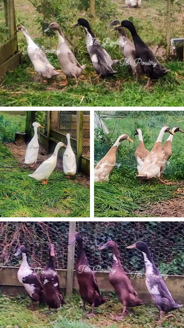 Preview of the first image of Indian Runner Duck Hatching Eggs.
