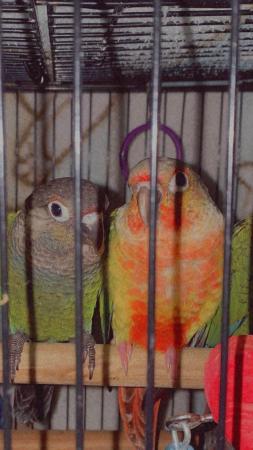 Image 3 of YOUNG TAME BEAUTIFUL CONURES