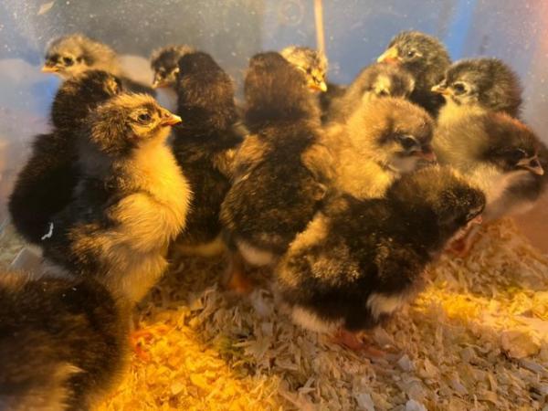 Image 2 of Day old chicks - blue, black and cuckoo Marans