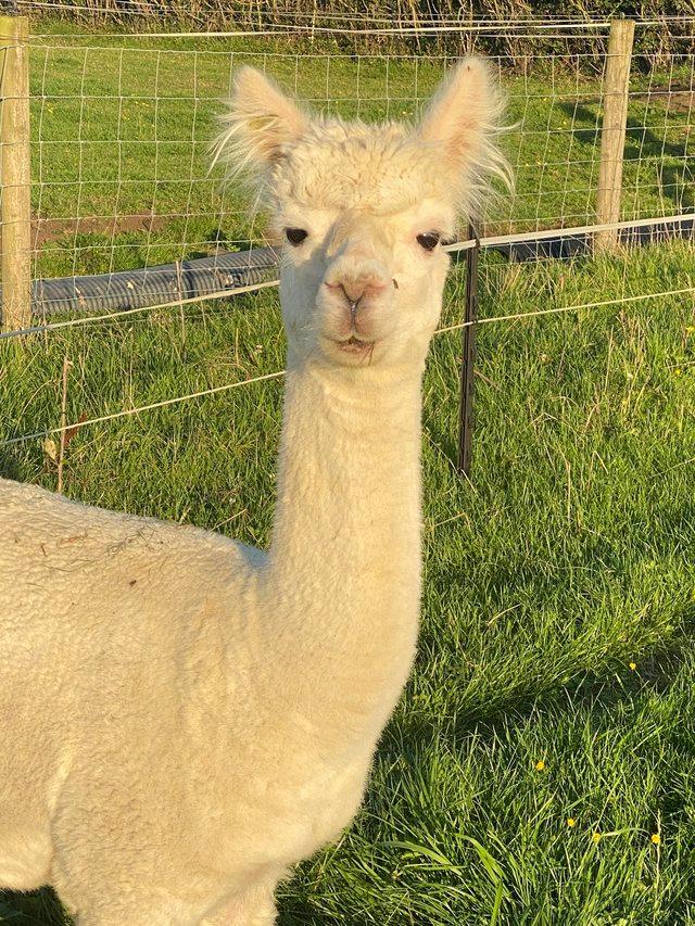 Preview of the first image of BEAUTIFUL MALE ALPACA BAS REG SOLD AS PET.
