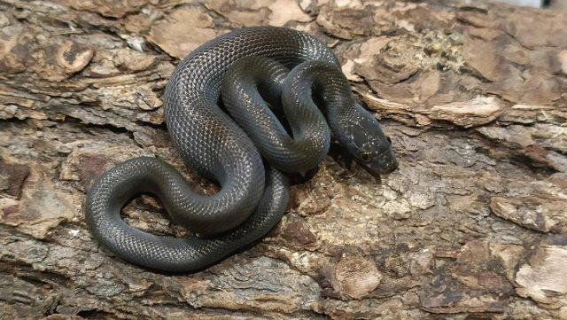 Image 6 of Cape House Snake Morphs (Boaedon capensis)