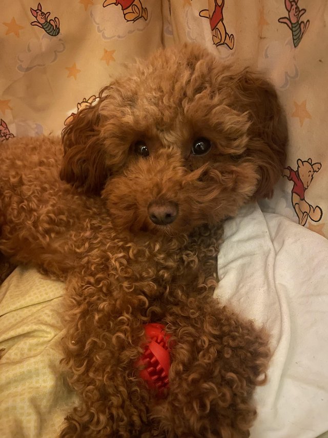 Preview of the first image of - Red Toy Poodle For Sale -.