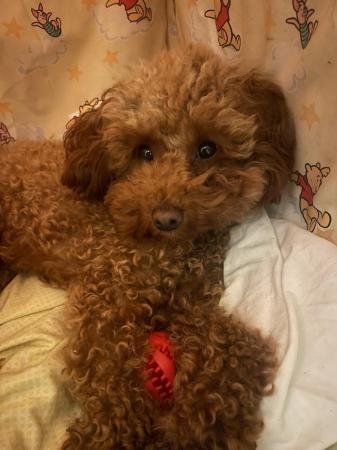 Image 1 of - Red Toy Poodle For Sale -
