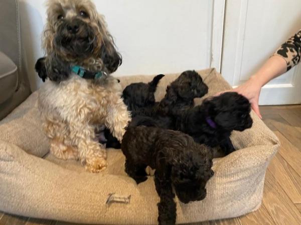 Image 2 of Last 2Cockapoo girls looking for their forever homes
