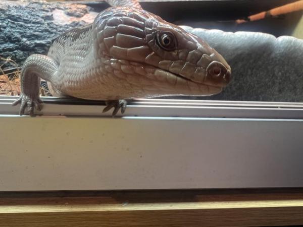 Image 5 of 1 year old northern blue-tongue skink