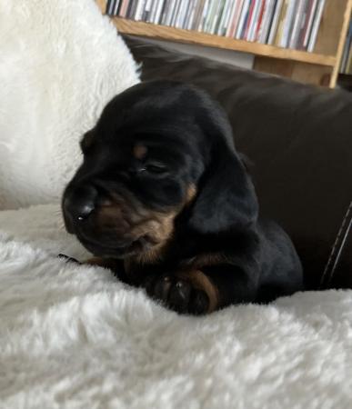 Image 4 of *READY NOW** Beautiful Black and Tan daschund girls for sale